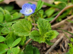 Veronica persica