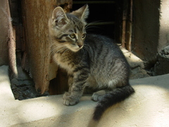 Felis catus