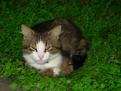 Felis catus