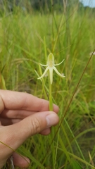 Habenaria trifida