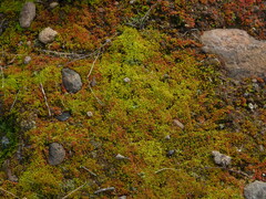 Crassula