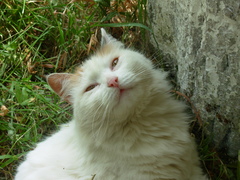 Felis catus