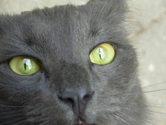 Felis catus