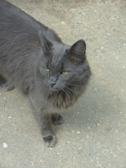 Felis catus