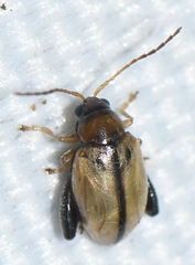 Longitarsus foudrasi