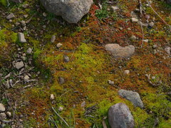 Crassula