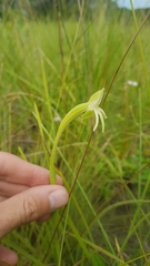 Habenaria trifida
