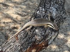 Trachylepis binotata