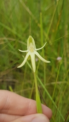 Habenaria trifida
