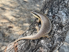 Trachylepis binotata