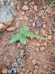 Ledebouria luteola