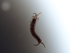 Lithobius