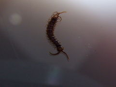 Lithobius