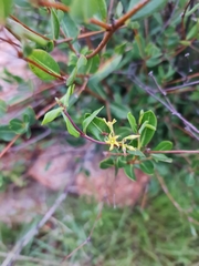Cryptolepis oblongifolia