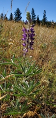 Lupinus sericeus