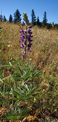 Lupinus sericeus