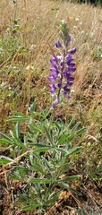 Lupinus sericeus