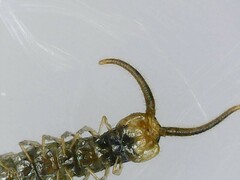 Lithobius