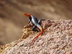 Agama planiceps