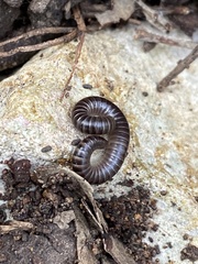 Ommatoiulus inconspicuus