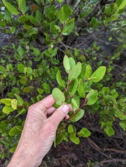 Rhamnaceae