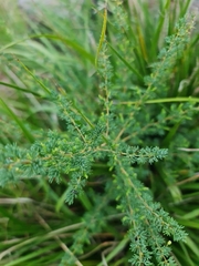 Asparagus suaveolens