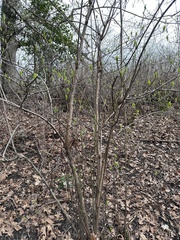 Viburnum carlesii