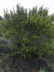 Rhamnaceae