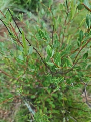 Cryptolepis oblongifolia