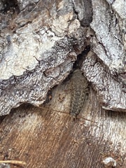 Ctenolepisma ciliatum