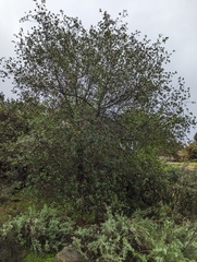 Quercus agrifolia agrifolia