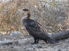 Phalacrocorax carbo sinensis