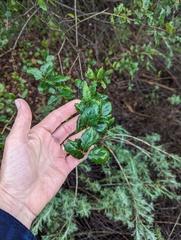 Quercus agrifolia agrifolia
