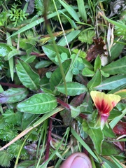 Oenothera epilobiifolia