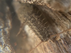 Ctenolepisma ciliatum