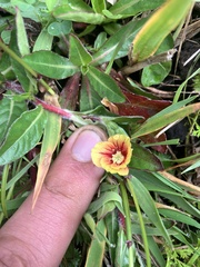 Oenothera epilobiifolia