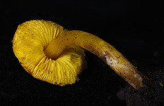 Lepiota luteophylla