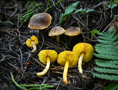 Lepiota luteophylla