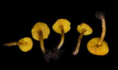 Lepiota luteophylla