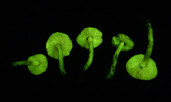 Lepiota luteophylla