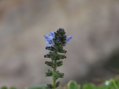 Salvia verbenaca