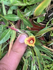 Oenothera epilobiifolia