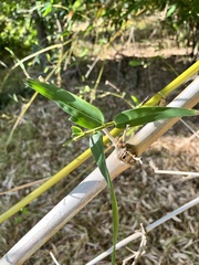 Dendrocalamus giganteus