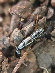 Staphylinidae