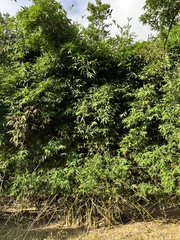 Dendrocalamus giganteus