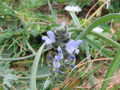 Salvia verbenaca