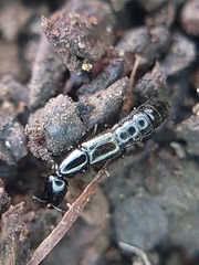 Staphylinidae