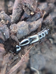 Staphylinidae