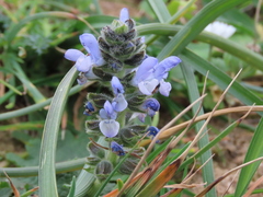 Salvia verbenaca