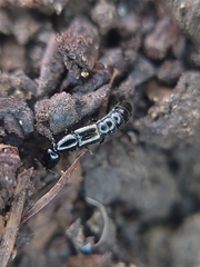 Staphylinidae